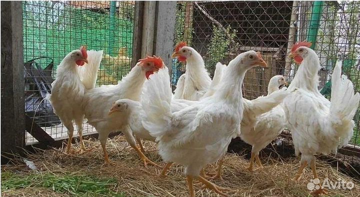 Бройлер1мес.Утят.Куры Молодки.куры Несушки