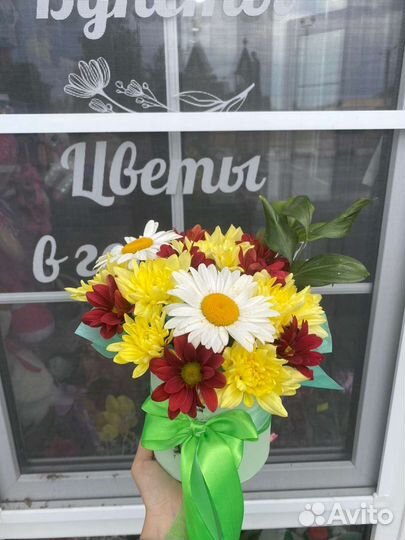 Комнатные растения цветы