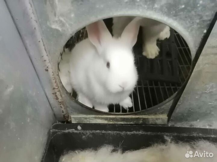 Кролики на племя белый паннон всегда в наличии