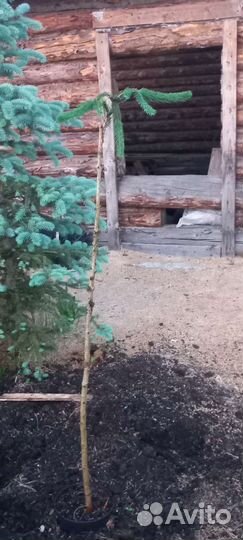 Ель плакучач инверса