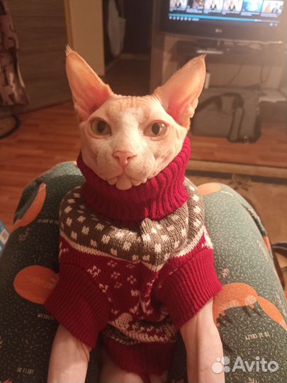 Ищем невесту