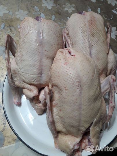 Гуси и утки тушки