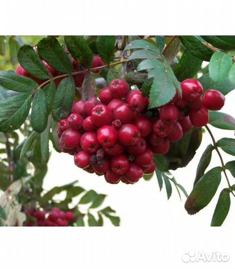 Рябина Титан плодовая