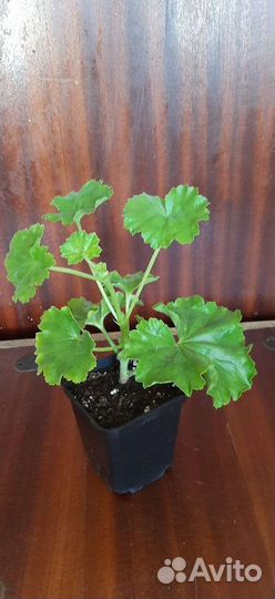 Пеларгония тюльпановидная Red Pandora