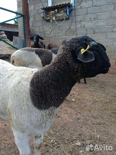 Бараны Дорпер