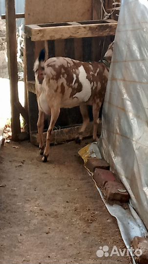 Англо-нубийские : коза,козочки