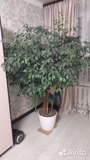 Фикус бенджамина большой