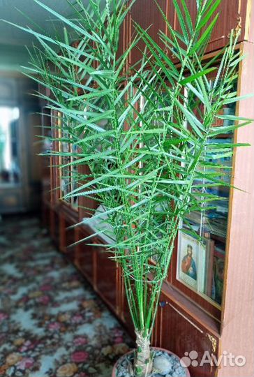 Пальма финиковая 2,4 м