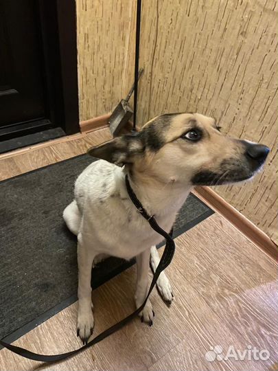 Собачка в добрые руки