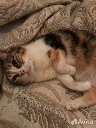 Кошечка в дар бесплатно