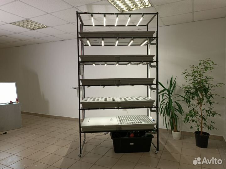 Оборудование для выращивания микрозелени. Бизнес