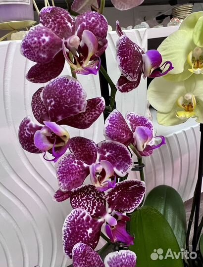 Орхидеи Фаленопсис Сорт