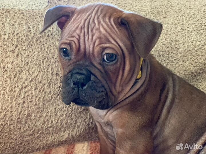 Щенки чунцина