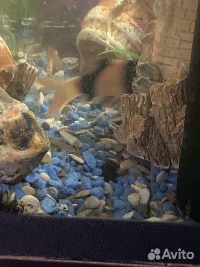 Аквариум с рыбками