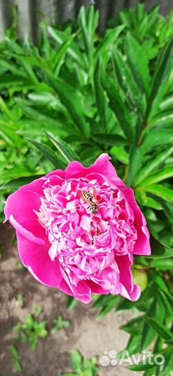 Пионы саженцы с закрытой корневой системой