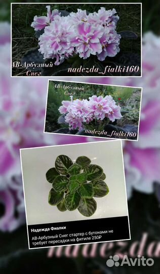 Сортовые фиалки