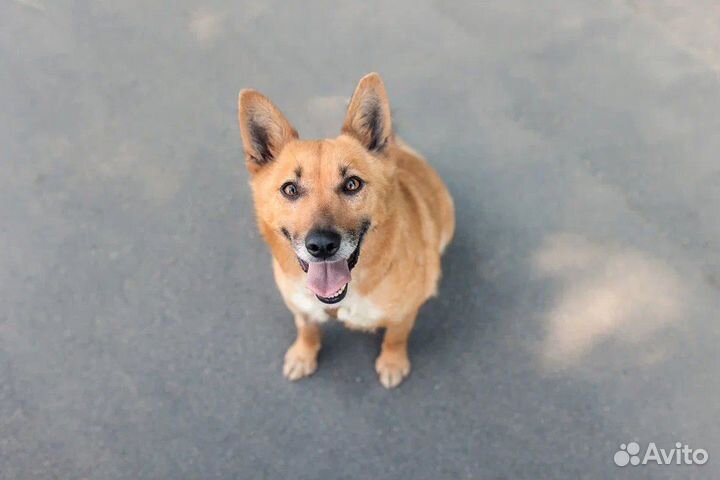 Собака в добрые руки отдам бесплатно