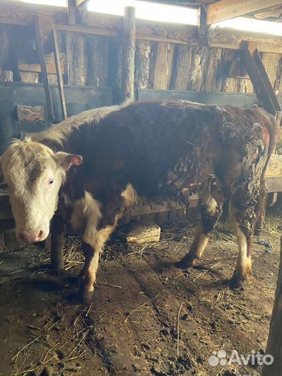 Тёлочка и быки на племя