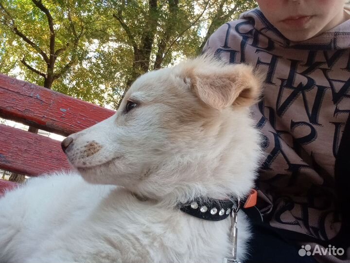 Щенок лайки