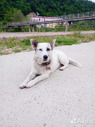 Пёс в добрые руки