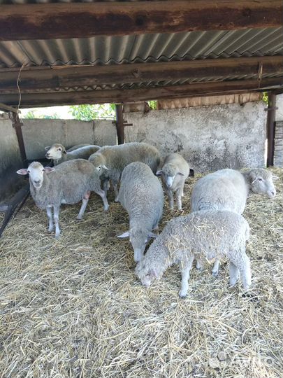 Овцы бараны