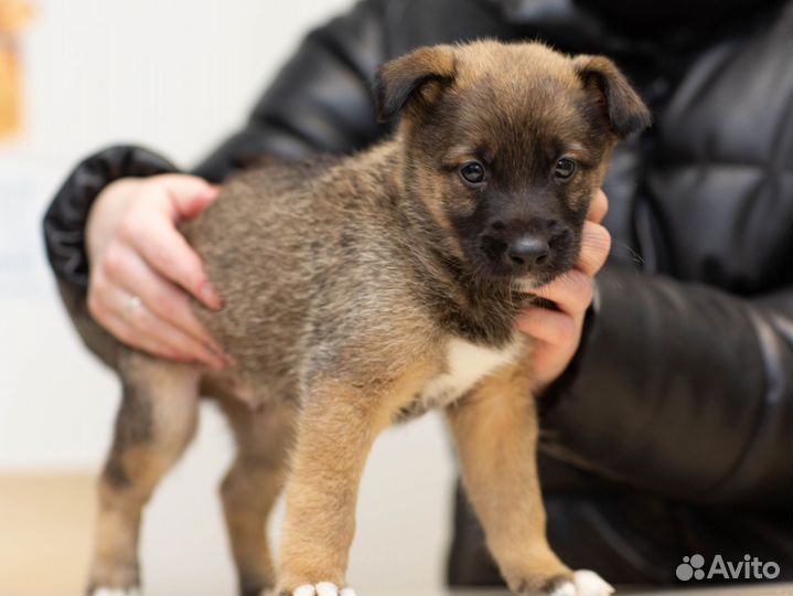 Щенки в добрые руки