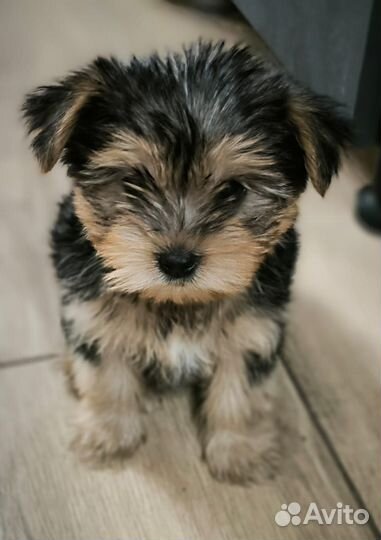 Йоркширский терьер щенки