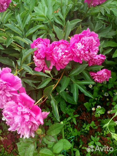 Много многолетних цветов для сада