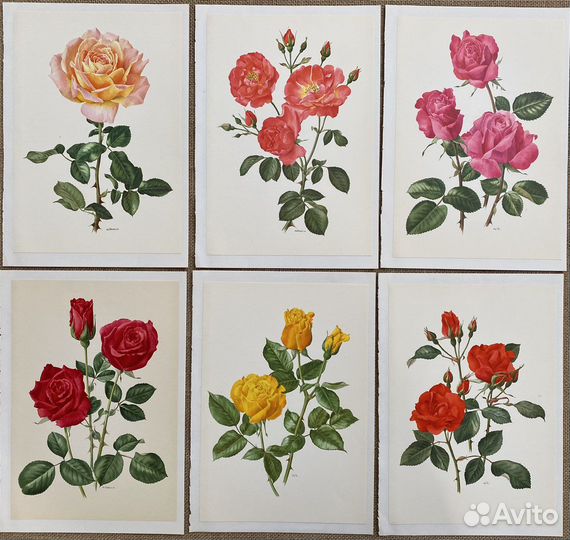 Литографии «Розы»,Германия