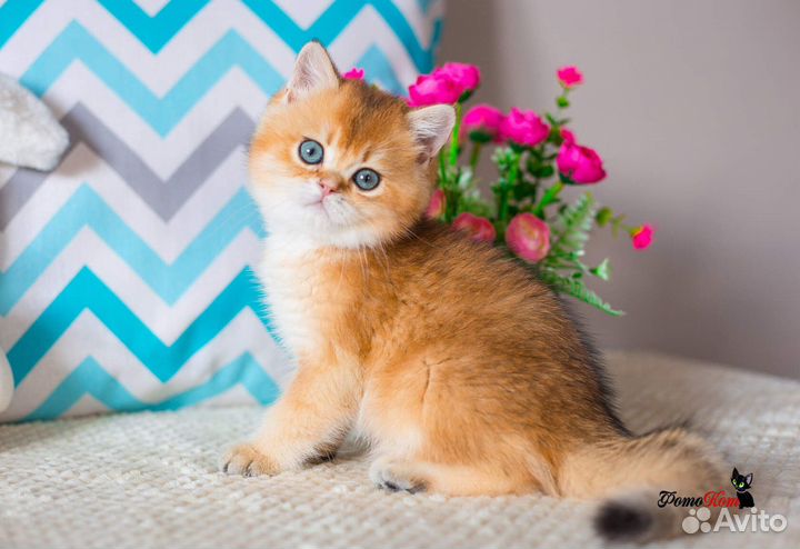 Британский котик шиншилла