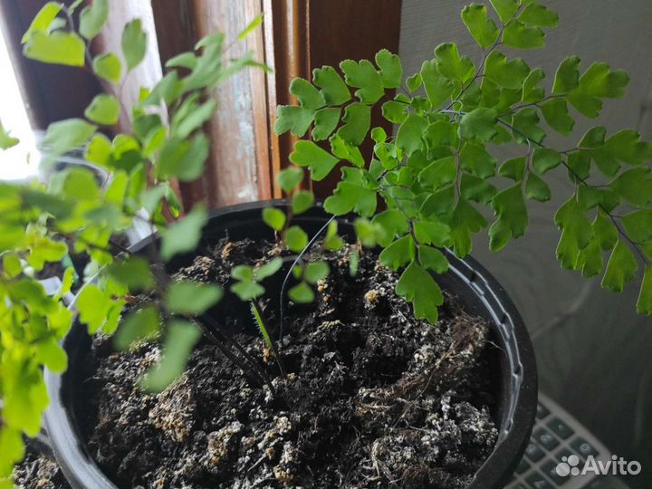 Венерин волос-папортник