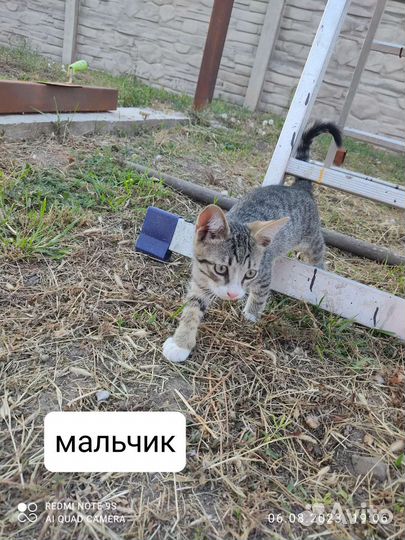 Отдам в добрые руки котят, 3 мальчика и девочка