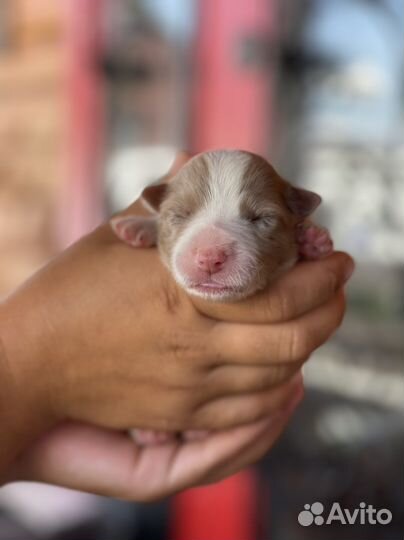 Бордер колли