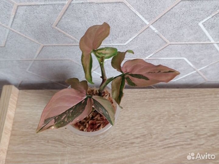 Сингониум ред спот триколор