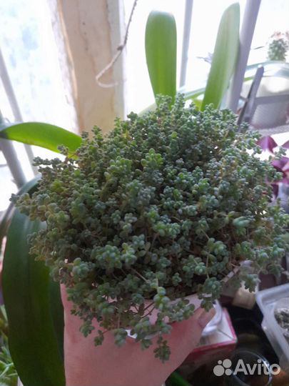 Седум дасифиллюм