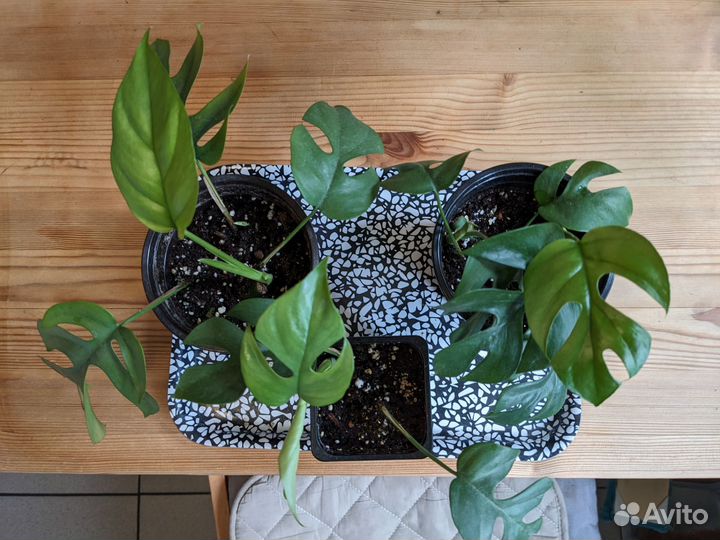 Монстера Минима Рафидофора