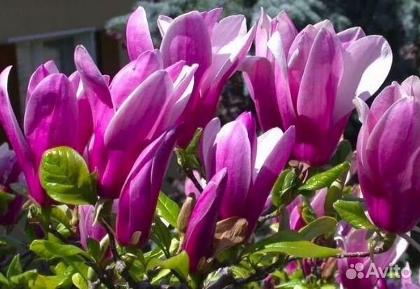 Магнолия Сьюзан