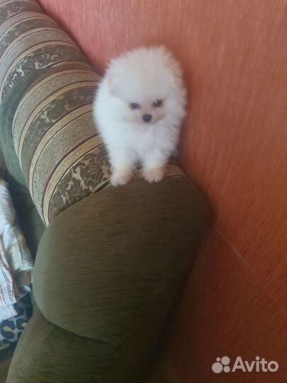 Собаки щенки шпиц