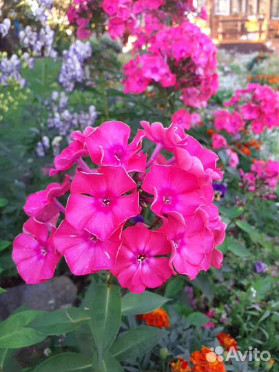 Флоксы многолетние