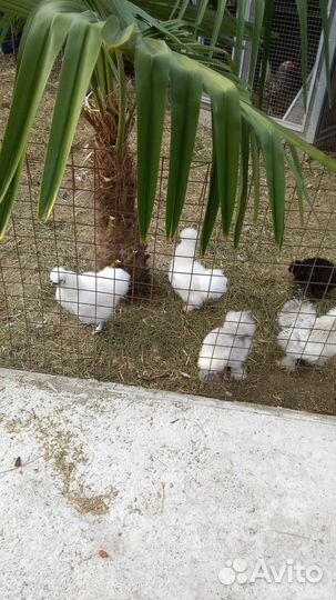 Петушки шклковые