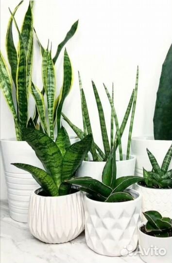 Сансевиерия