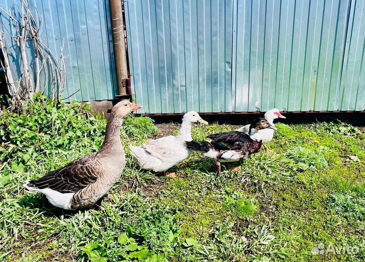 Гусыня и утки