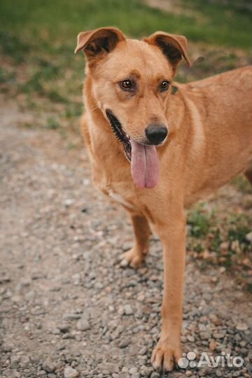 Товарищ в семью