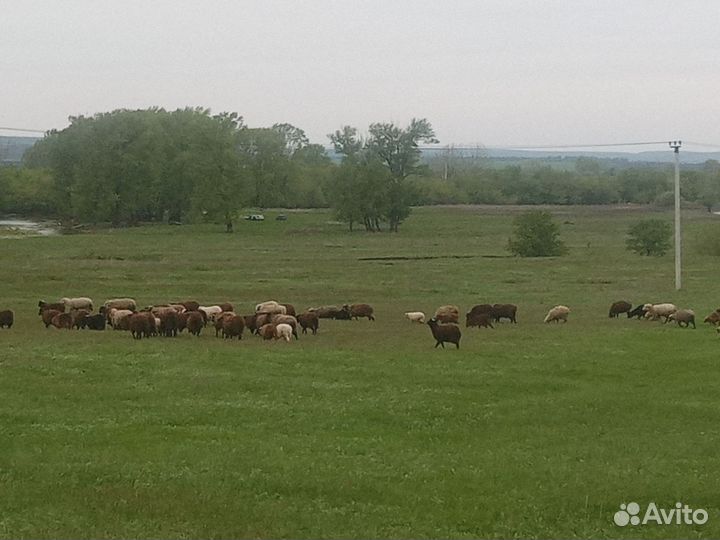 Овцы бараны ягнята