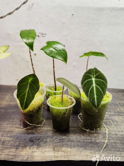 Алоказия : Зебрина, Блэк Вельвет, Сильвер Драгон