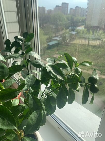Каламондин