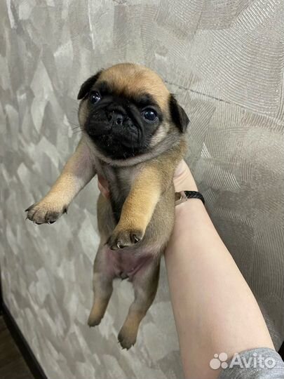 Щенки мопса