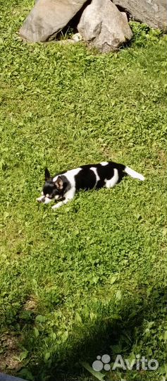 Вязка кобель чихуахуа