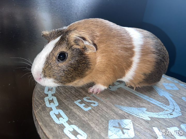 Морская свинка мальчик