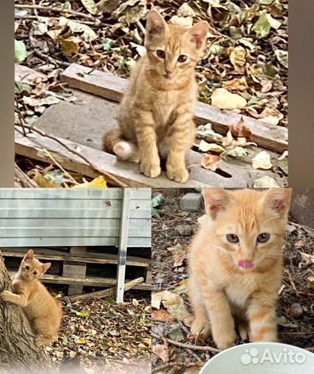 Кошка кот в добрые руки бесплатно рыжий